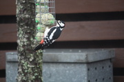 22nd Nov 2013 - Great Spotted Woodpecker (Dendrocopos major) - Käpytikka, Större hackspett IMG_6598