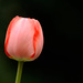 Tulip by richardcreese