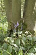 17th Apr 2014 - Bluebell......