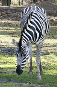 20th Apr 2014 - Zebra