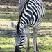 Zebra by onewing