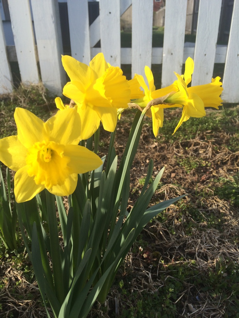 Easter daffodils by pfaith7