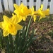 Easter daffodils by pfaith7