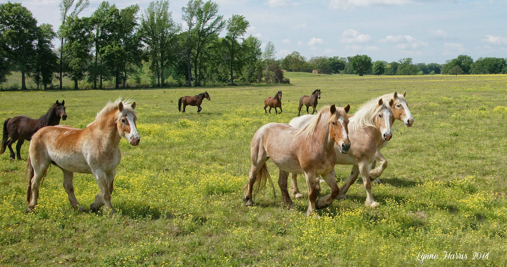 Beautiful Horses by lynne5477