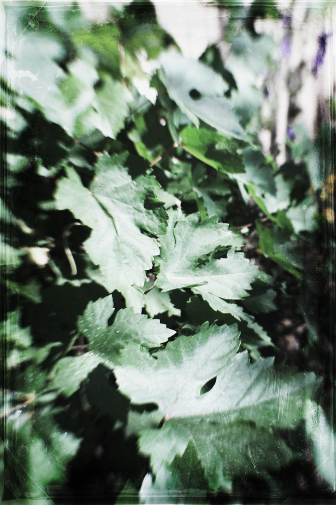 grape leaves by blueberry1222