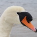 Mute Swan by philhendry