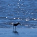 Redshank on a Blue Wyre. by gamelee