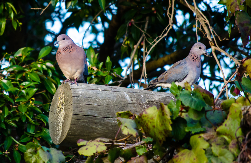 Laughing Dove by salza