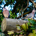 Laughing Dove by salza