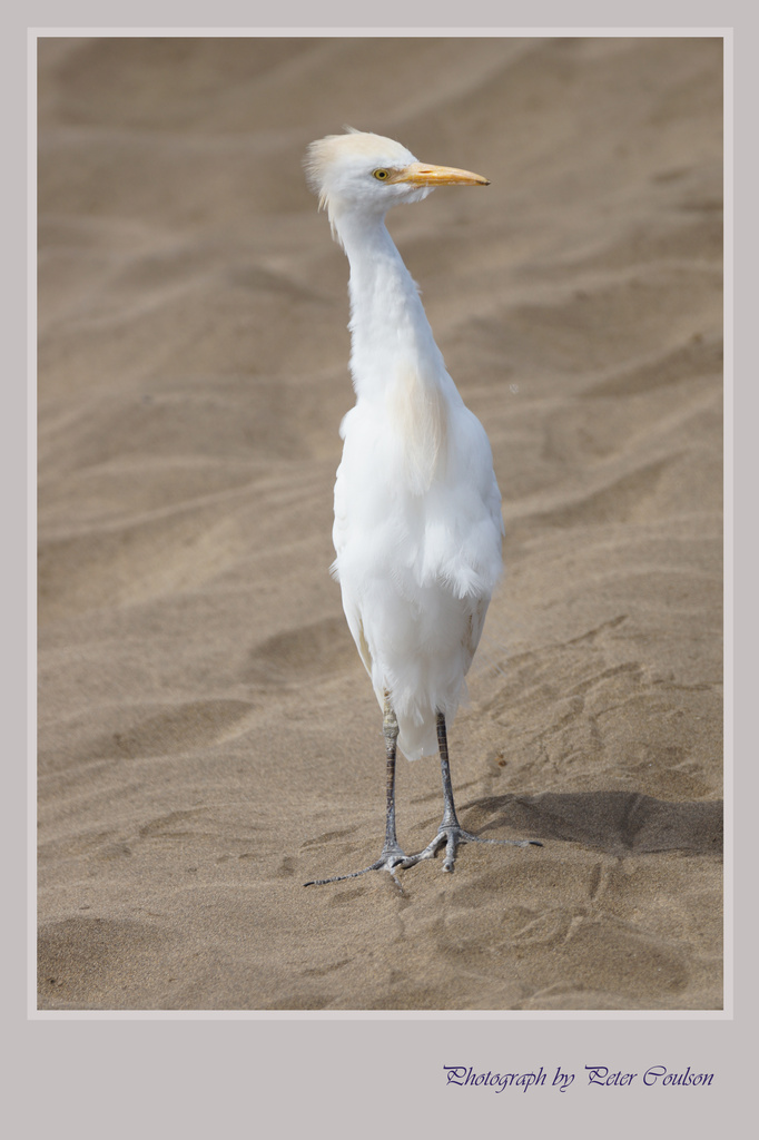 White Egret by pcoulson