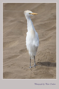 20th Apr 2014 - White Egret