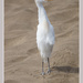 White Egret by pcoulson