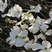 dogwoods nipped by randystreat