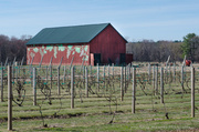 20th Apr 2014 - Vineyards