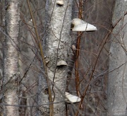 20th Apr 2014 - Tree Fungus