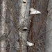 Tree Fungus by annepann