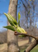 18th Apr 2014 - New Spring Growth