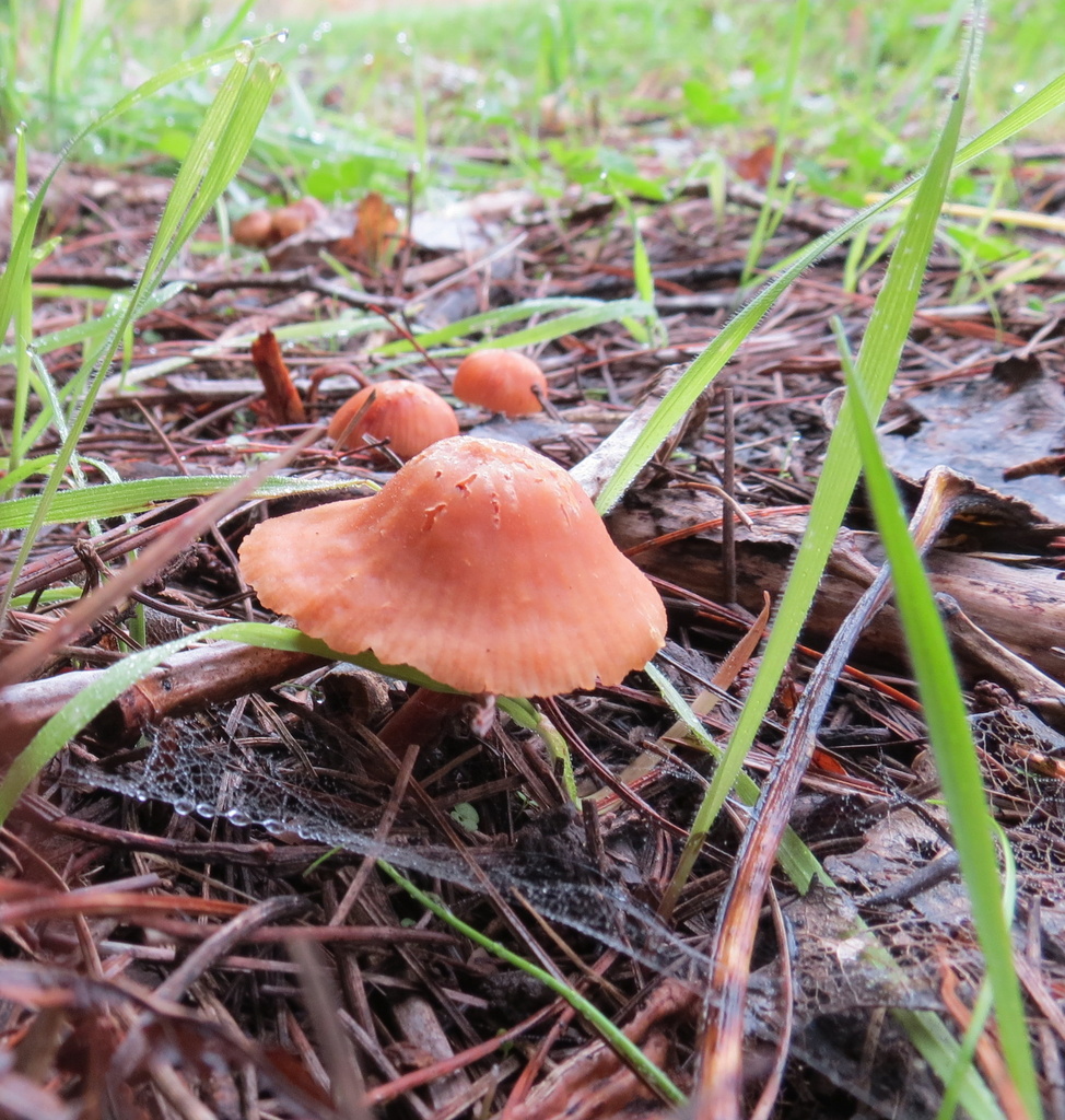 More wet fungi by kiwiflora