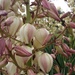 Yukka flowers  by dianeburns
