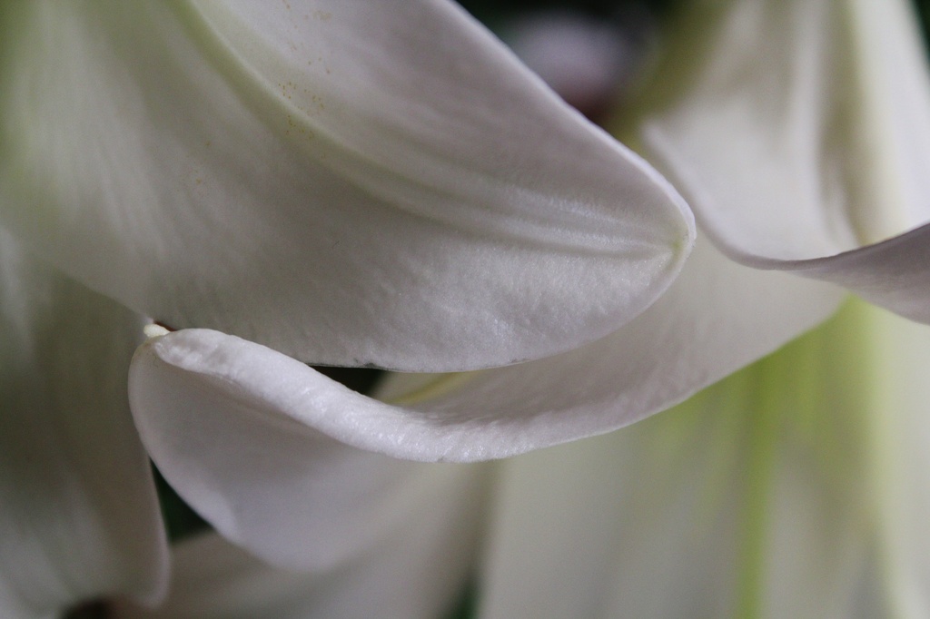 Lily white by edorreandresen