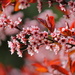 Flowering Plum  by jankoos