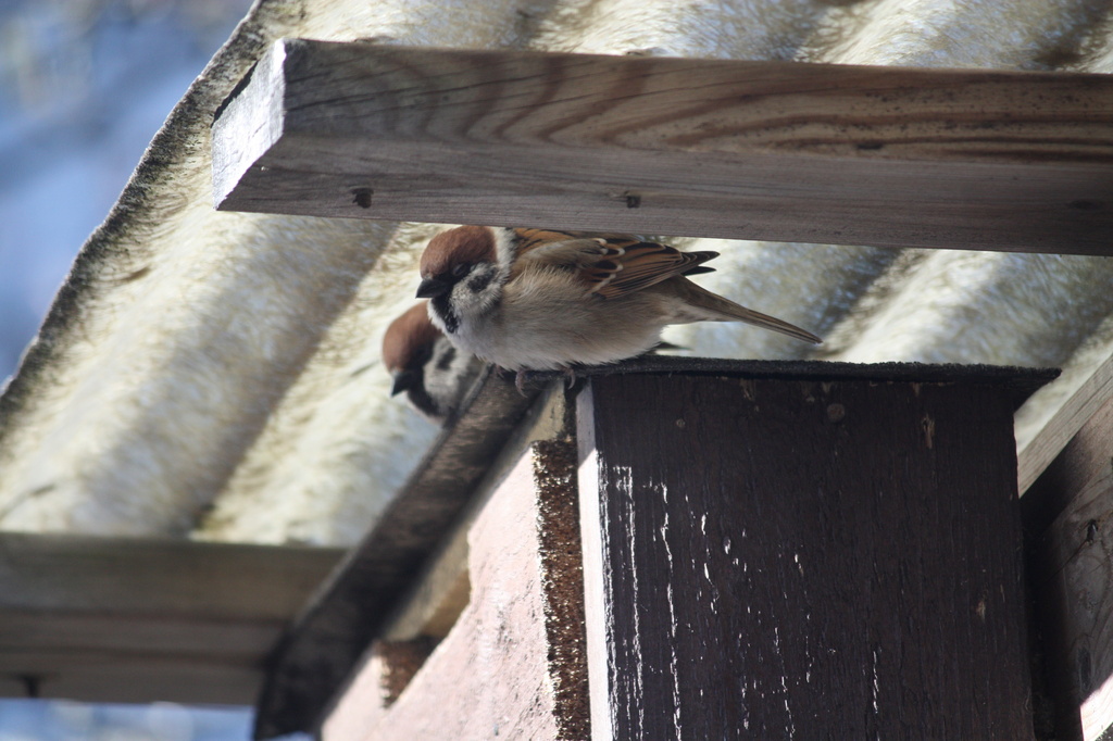 Eurasian Tree Sparrow (Passer montanus) - Pikkuvarpunen, Pilfink IMG_8516 by annelis