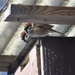 Eurasian Tree Sparrow (Passer montanus) - Pikkuvarpunen, Pilfink IMG_8516 by annelis