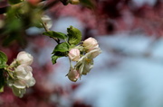 6th Apr 2014 - Apple blossoms