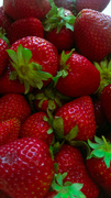 20th Apr 2014 - Fresh Strawberries