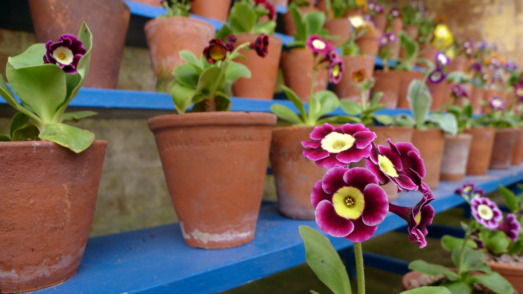 Auricula Theatre by newbank
