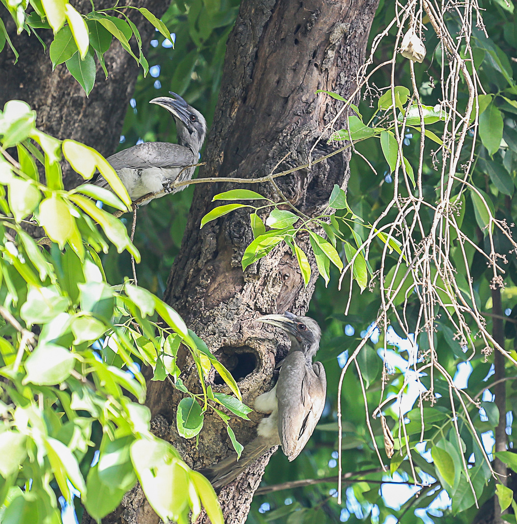 Indian grey hornbill by abhijit