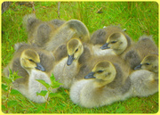 21st Apr 2014 - Appoint-4-April.Chicks. Fluffy Ducklings