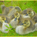 Appoint-4-April.Chicks. Fluffy Ducklings by wendyfrost
