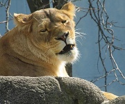 4th Oct 2010 - Lion