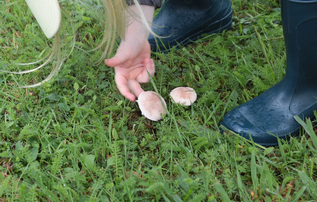 Picking mushrooms by kiwinanna
