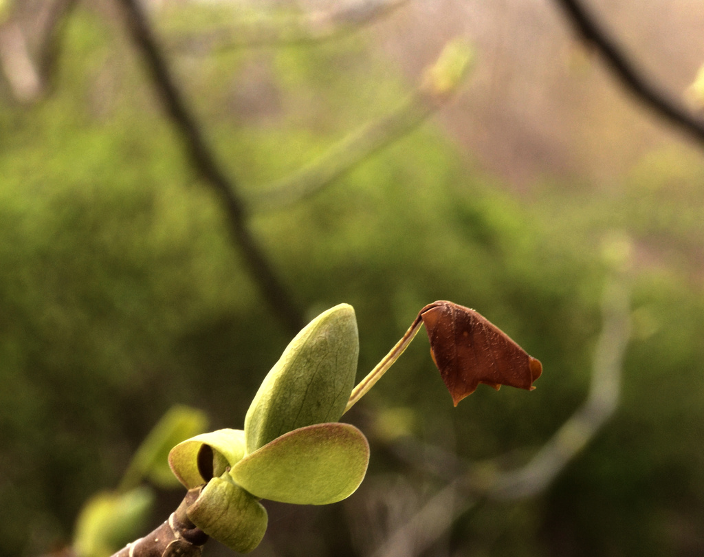 new leaf (will turn green soon) by francoise