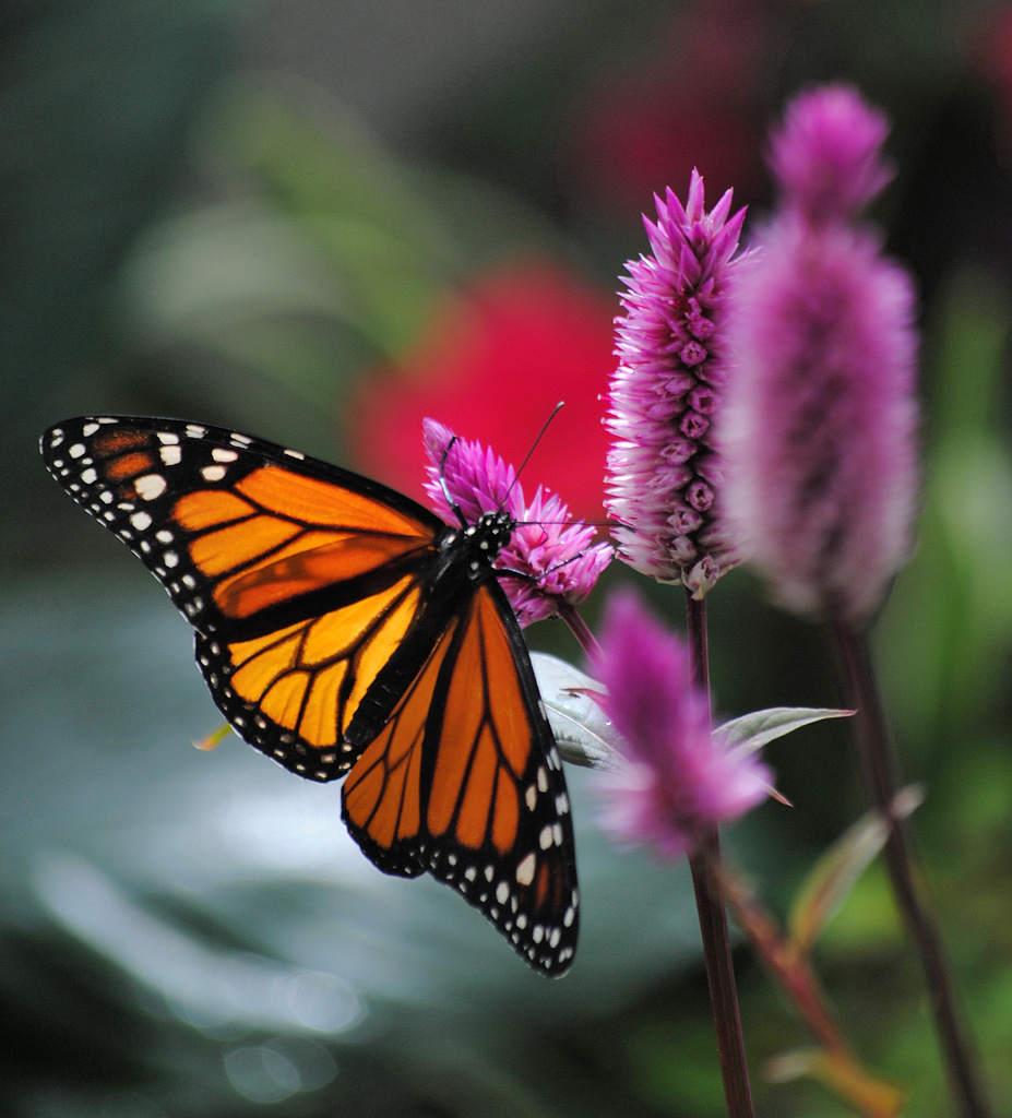 Monarch Musings by alophoto