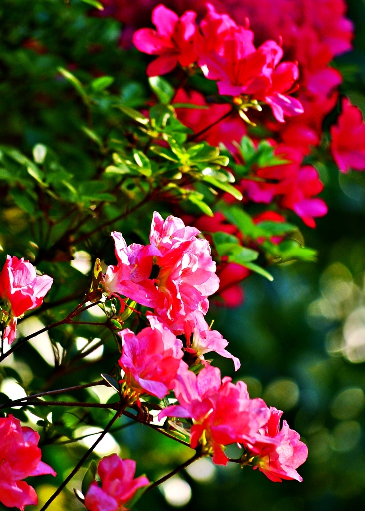 Pink and Red Azaleas by soboy5