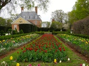 21st Apr 2014 - Governor's Palace Tulips