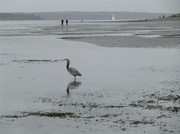 20th Apr 2014 - Heron On The Beach