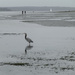 Heron On The Beach by stephomy