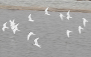 21st Apr 2014 - turn terns