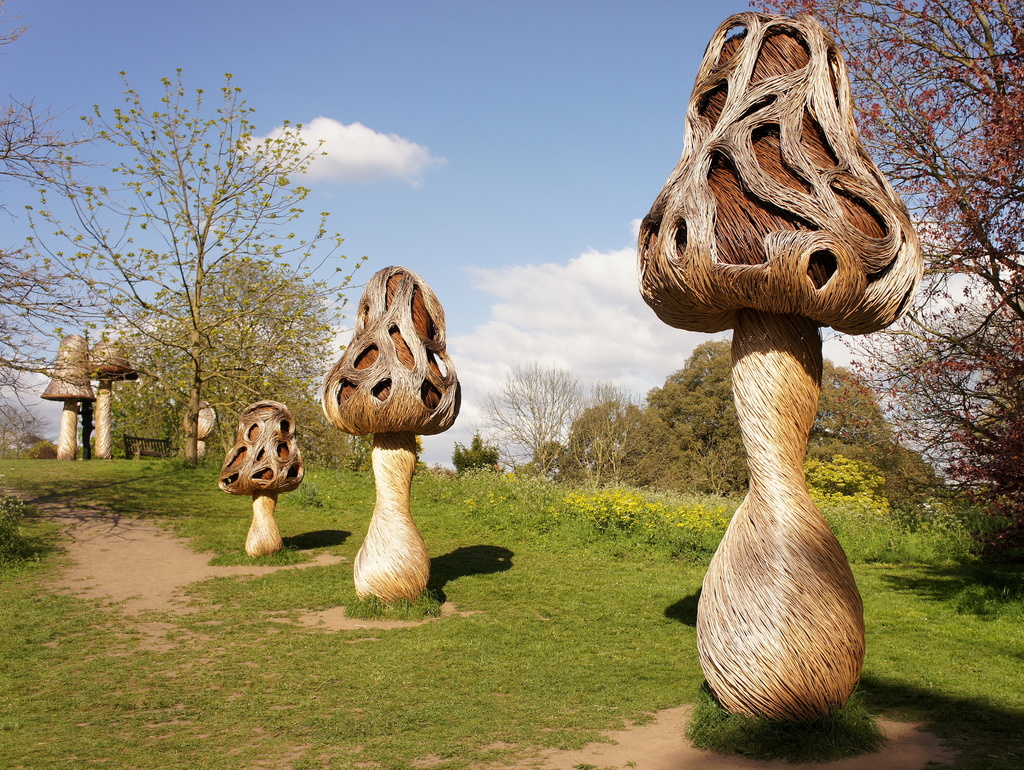 Willow mushrooms by boxplayer