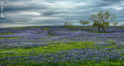 21st Apr 2014 - Texas Bluebonnets