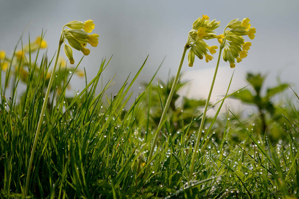 Cowslips by richardcreese