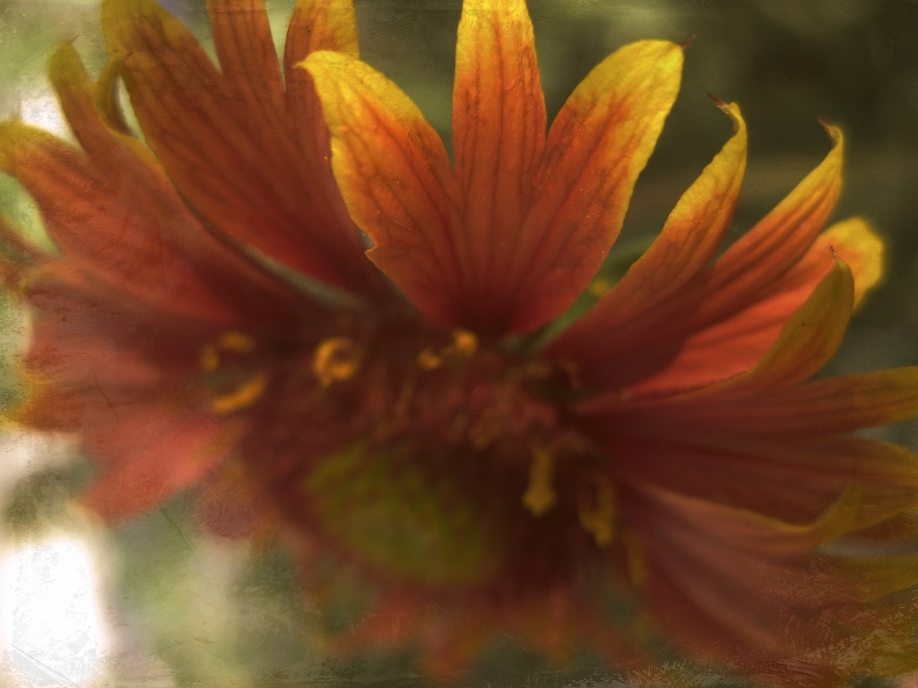 Coreopsis light by blueberry1222