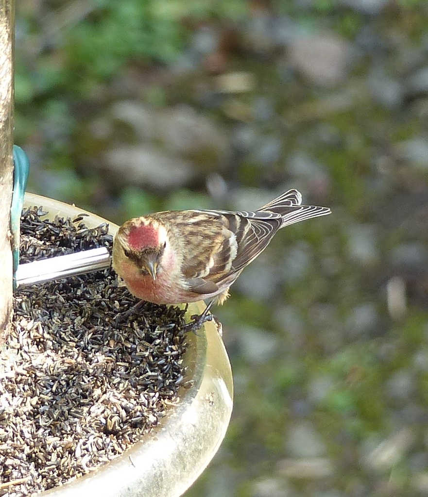  Redpoll (Adult Male) by susiemc
