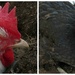 My daughter's chickens by mittens