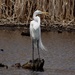 Great Egret at Asylum Lake by annepann