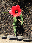 22nd Apr 2014 - The Lone Tulip